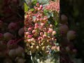 Cute berry #healing #naturetranquility #naturevideo #relaxation #berrberry