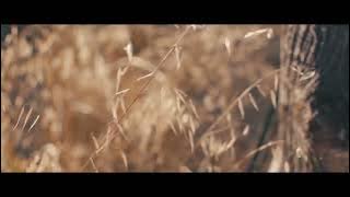 cinta seorang musisi/melodi senja