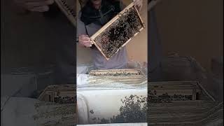 @ أول فرز للعسل في نضام أبو سلمان لتنشيط الخلايا والتحضين بقوه وجمع للعسل بقوه التاريخ ٩/٥/٢٠٢٤