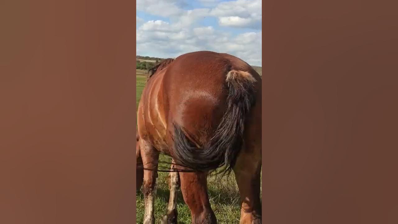 продам тяжеловозы советские разных возростов так же кобылы с жеребятами ...