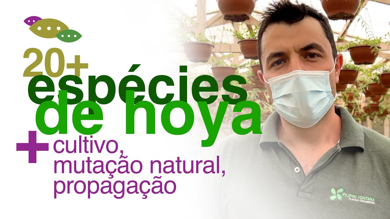 20 Espécies e Variações de Flor de Cera - Urban Jungle Brasil - Filipini Fontana | Flay Channel