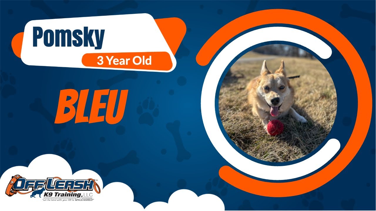 Pomsky, 3 yrs old, Bleu | Best Dog Training Central Missouri | Off Leash K9