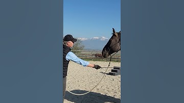 Horse Bonding: Mastering Boundaries for Trust and Connection