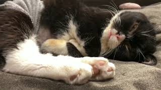 【猫】全然起きてこない猫には〇〇しよう