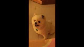 博美葛葛叫主人起床 20120510