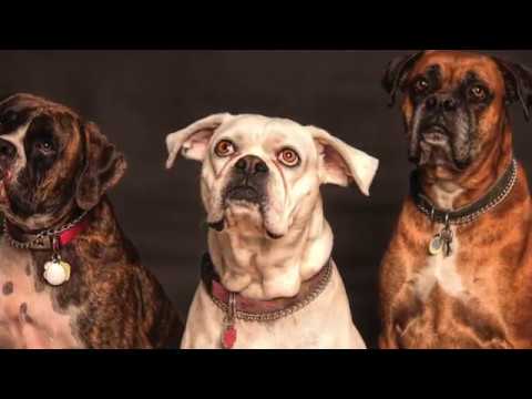 Video: Mitkä Ovat Koirarodut