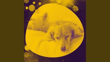 Pulsating Ambience for Relaxed Pooch