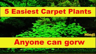 5 easiest carpet plants | Anyone can grow | Happy fins and nature | Hindi