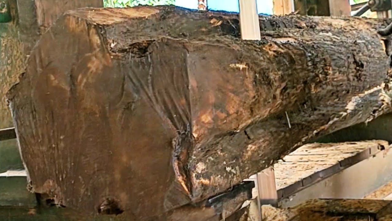 The process of chopping old teak stumps full of amazing solid fibers at ...