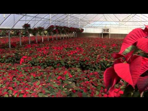 Video: Kisah Di Sebalik Poinsettia: Ketahui Tentang Sejarah Bunga Poinsettia