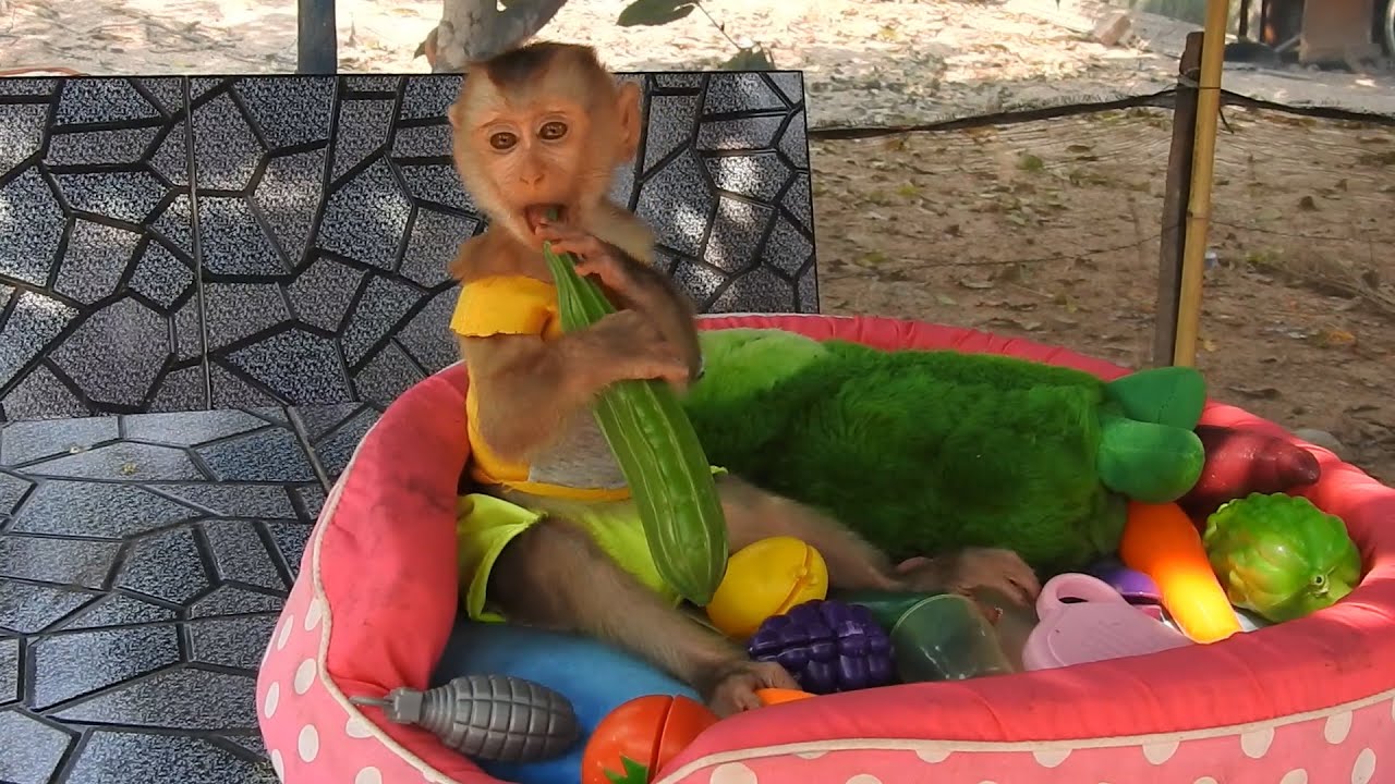 Sweet Baby Monkey Ploy Play At Day After Milk