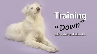 Teaching 'Down' With Your Deaf and Blind Dog by Keller's Cause 4,562 views 7 years ago 1 minute, 43 seconds