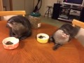 カワウソ＆ワラビー劇場 何かしゃべってます!?(･_･;?