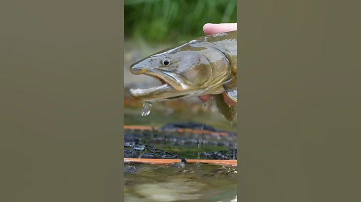 Favorite Bull Trout Stream in Idaho?! #flyfishing #troutfishing