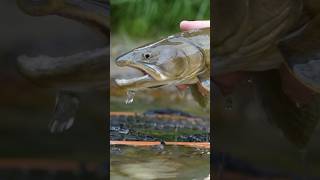 Favorite Bull Trout Stream in Idaho?! #flyfishing #troutfishing