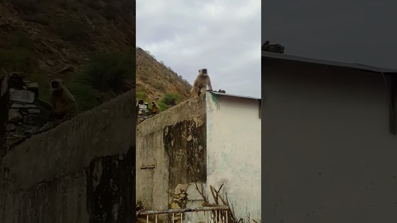 Langur Original Sound 