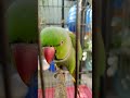 So cute 🥺#parrot#bird#cute#love#yt shorts