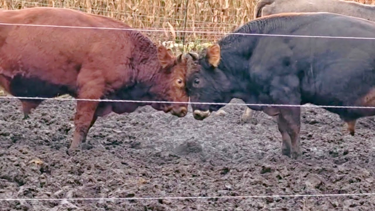  Лимузин VS Костромич. Бой года ММА