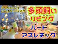 ペット多頭飼いリビングルームツアー☆リビングの1/3がバードアスレチックw 【インコ*チワワ*ハムスター*うさぎ】Bird Athletic
