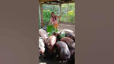 My Daily Pig Feeding Routine for Healthy Livestock #PigFeed #FarmHacks #LivestockCare