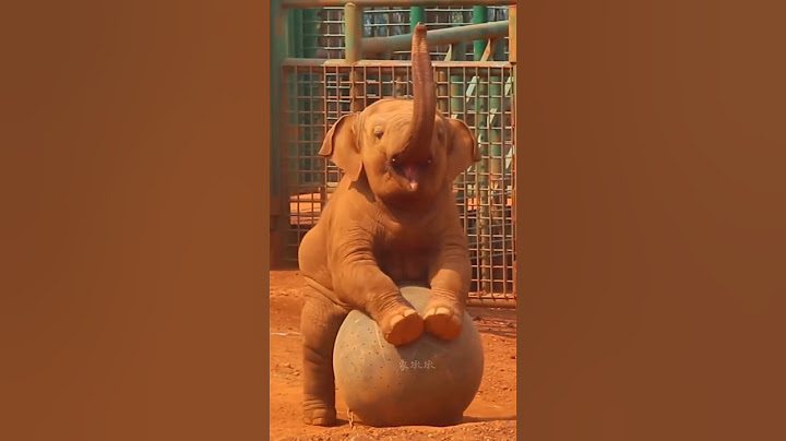 cutest baby elephant playing🐘🏀#shorts#babyelephant#viral#trending#animallover#funny