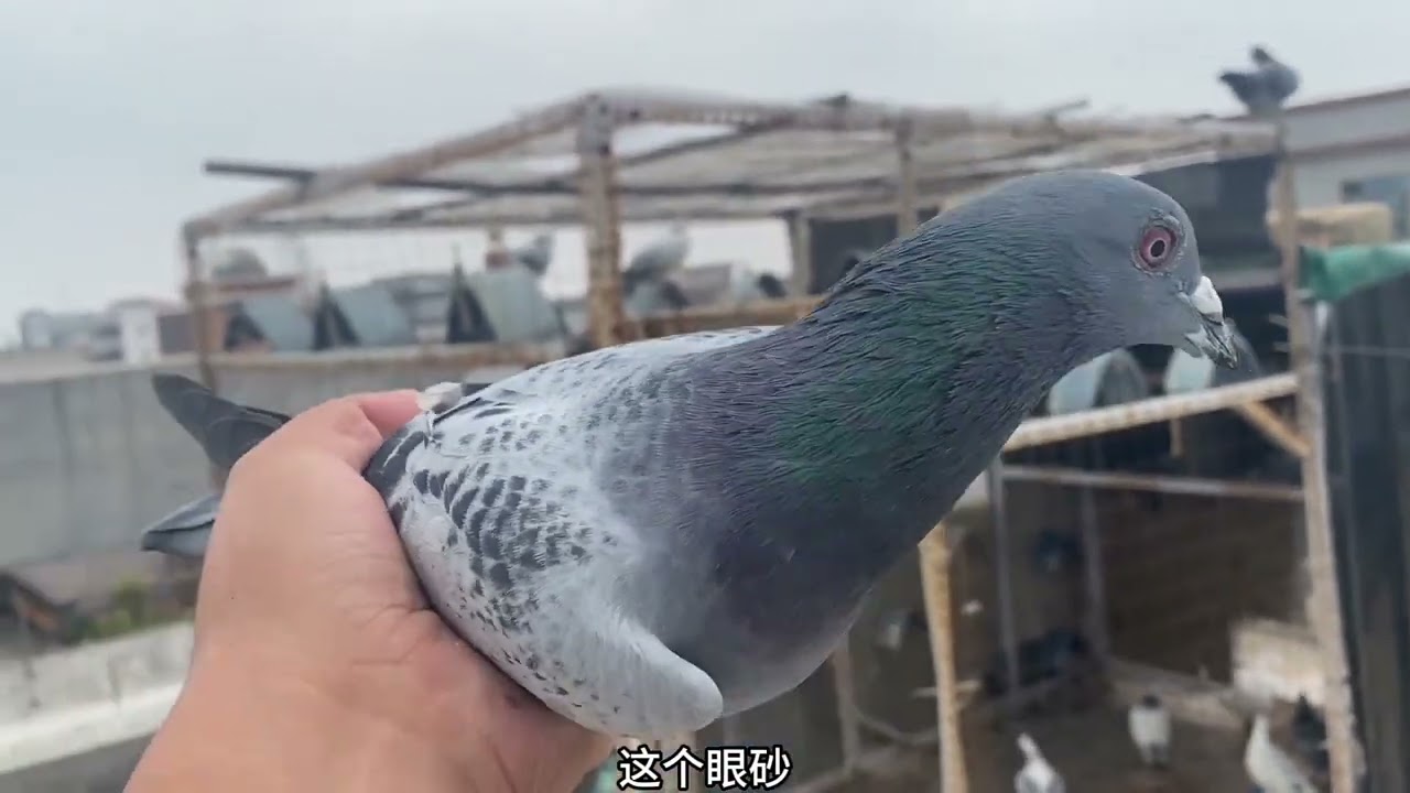 今天一下子来两只天落#赛鸽 一只是第二次500公里加站赛