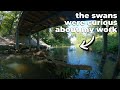 The Swans Were Curious About My Work - Unclogging The Blockage From Under The Bridge - Chest Cam