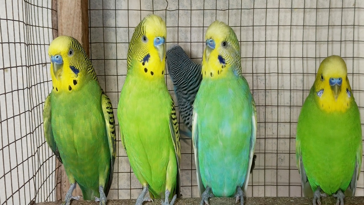 12 Hour Happy Singing & Eating Parakeet Budgies Birds, Reduce Stress of Lonely Quiet Birds