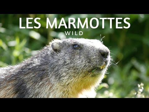 OPÉRATION MARMOTTONS !