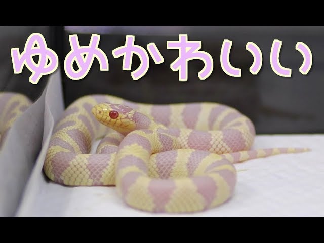 ゆめかわいいヘビの飼育を始めました Youtube
