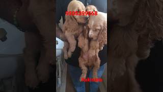 cocker spaniel puppies for sale for very low cost