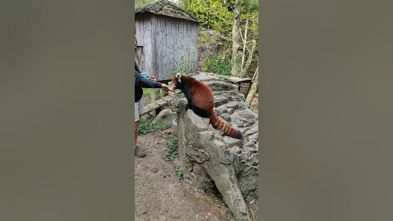 Red Panda Experience at the Columbus Zoo YouTube
