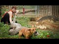 72 HOURS of intense confronting a GIANT PYTHON and komodo that invaded the farm–Dog &amp; Duck Reaction