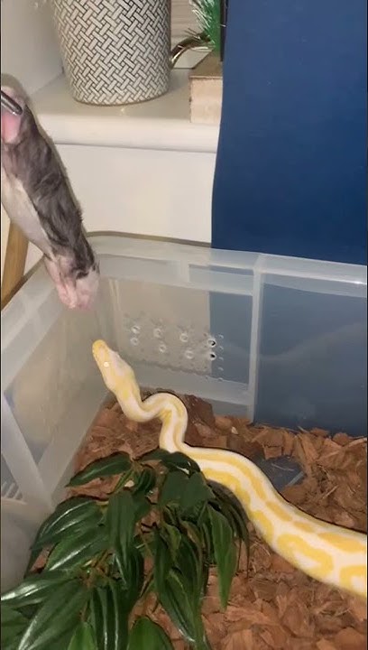 Beautiful Albino ball python striking and eating - YouTube