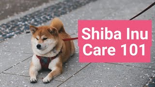 Shiba Inu Care Guide 101