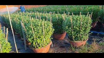 Bông cúc đại đóa tết 2024(17/11âl)#cucdaidoa #ToanNguyen#0335390179