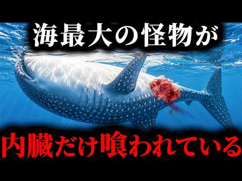 【異常事態】世界最大の魚・ジンベエザメが“解体”されていた…20トンの巨体を狩る怪物の正体のサムネイル