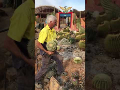 וִידֵאוֹ: Transplanting A Cactus - Tips On Moving Cactus In The Landscape