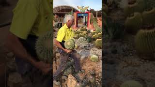 How to plant a cactus in the ground