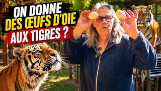 On donne des œufs d’OIE aux tigres ?