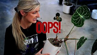 Chaotic Plant Chores! | Check out this rare hybrid I've neglected