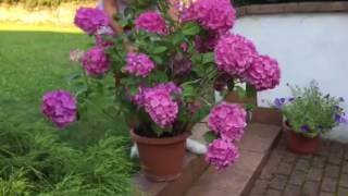 Aby hortenzie kvetly-Daniny rady do zahrady
