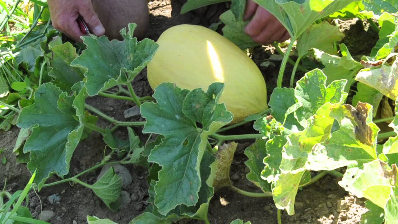 How to Grow Honey Dew Melons seed to harvest 