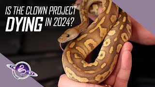 Investing in Clown Ball Pythons in 2024 | Pros & Cons | #ballpython #snake #reptiles #reptile