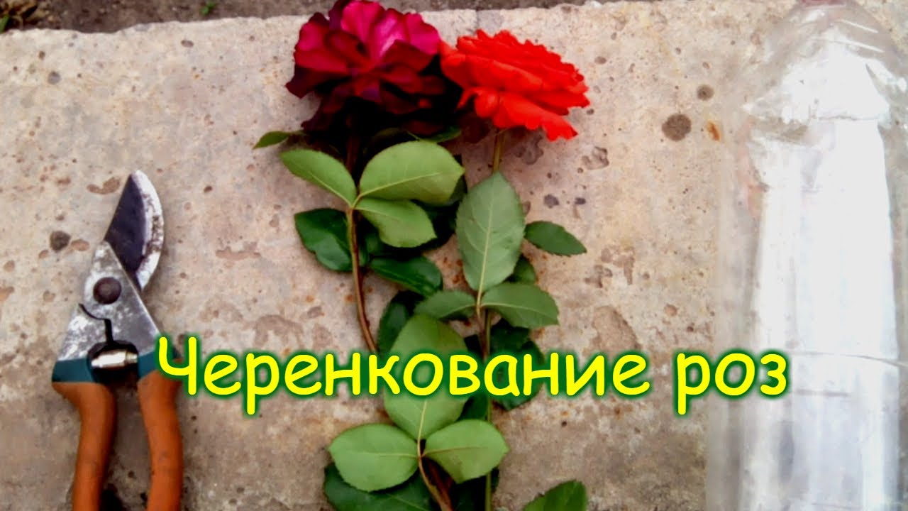 Черенкование роз Черенкование роз