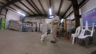 Famous Prodogz Dog Training: Basic obedience, behavior modification, competitive obedience & much more. Profile