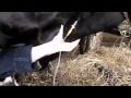Вливание в яремную вену корове.Гуманный метод. Infusion into the jugular vein of a cow