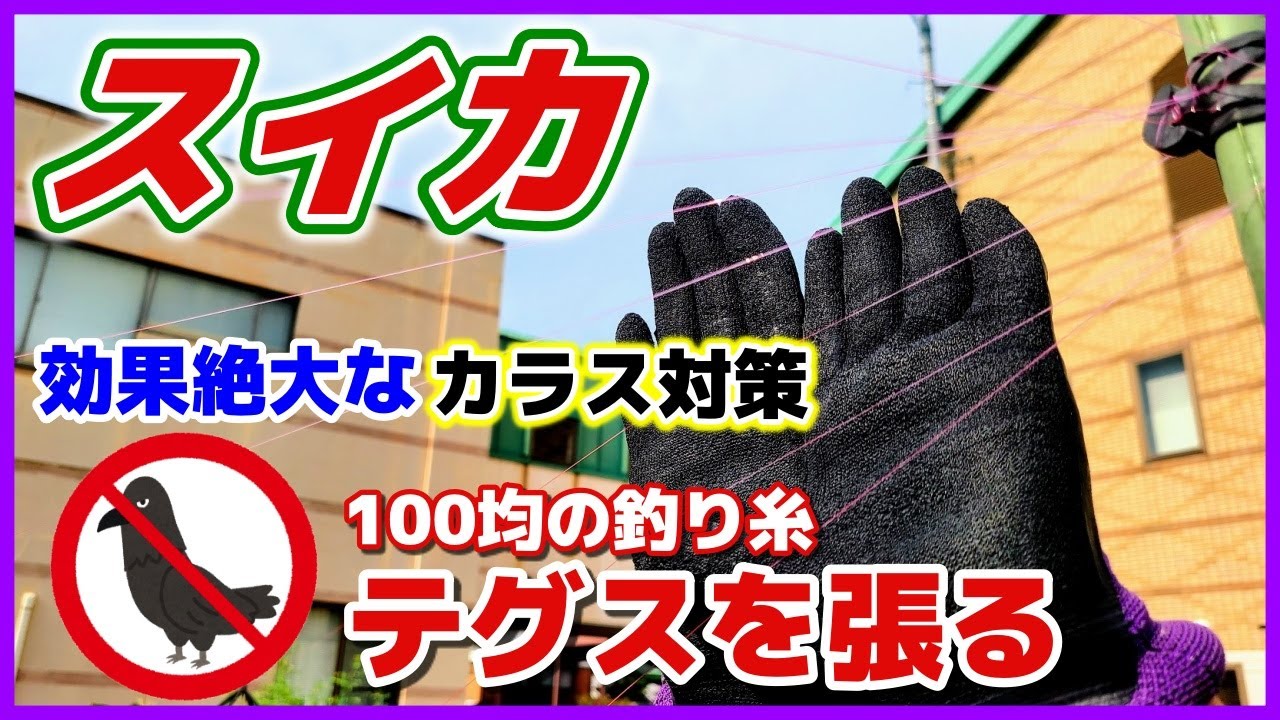 100均の釣り糸（テグス）で効果抜群のカラス対策！　スイカの防鳥対策・追肥　小玉スイカの立体空中栽培 ／スイカの病気／炭疽病