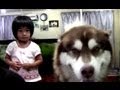 遊び場争奪戦ハスキーと子供 spot contest on the table dog VS child