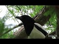 Svraka pokušava pjevati - Magpie try to sing